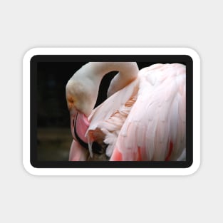 Greater Flamingo Preening Magnet