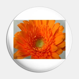 orange gerbera Pin