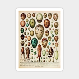 Eggs | Vintage French Biology Chart by Adolphe Millot Magnet