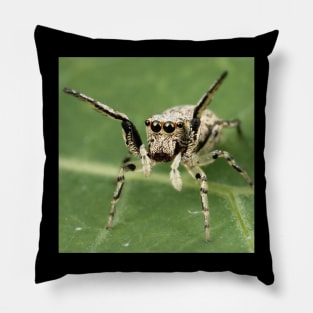 Jumping Spider Pillow