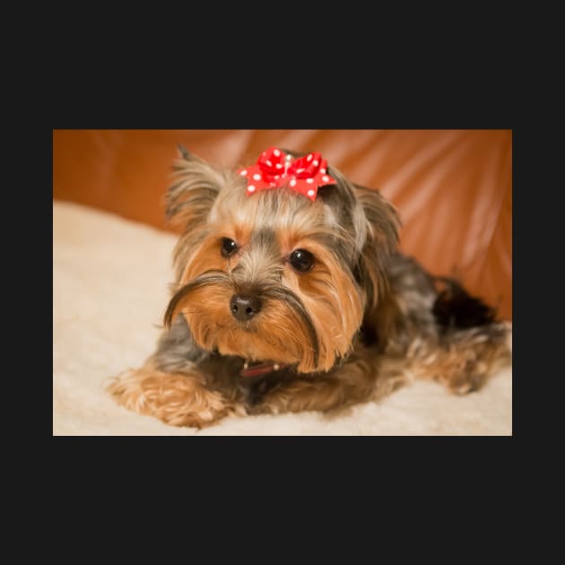 Yorkshire Terrier by kawaii_shop