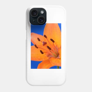 Lilium  &#39;Orange Pixie&#39;  Dwarf Asiatic lily Phone Case