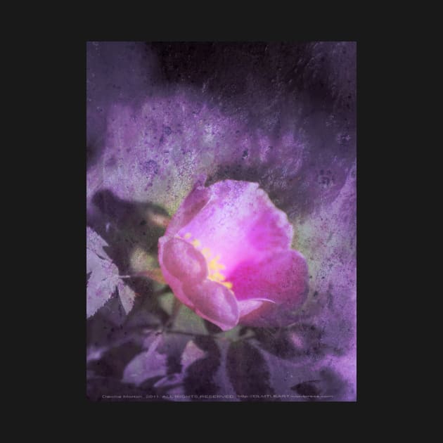 Old fashioned pink rose, purple texture by DlmtleArt