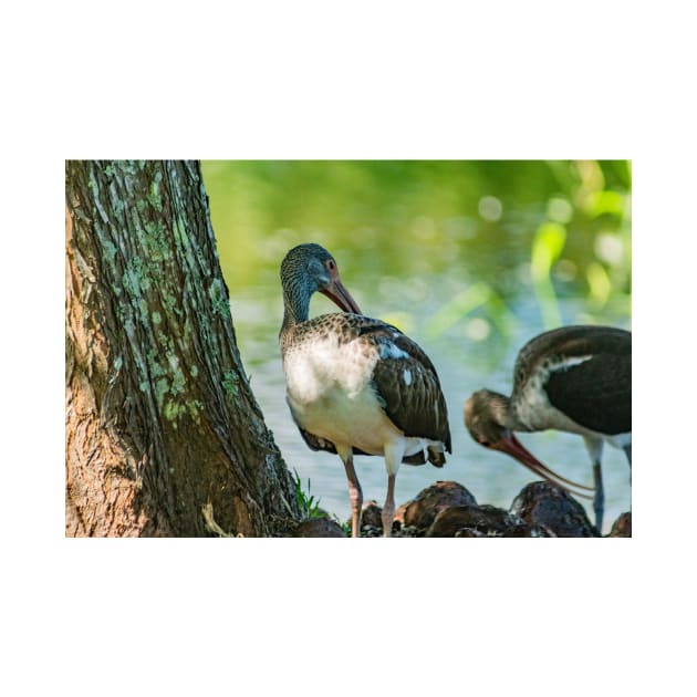 American white ibis of Gatorland by KensLensDesigns