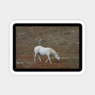 White Wild Horse Magnet