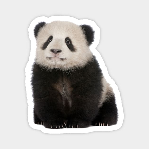 Baby Panda Magnet by MysticTimeline