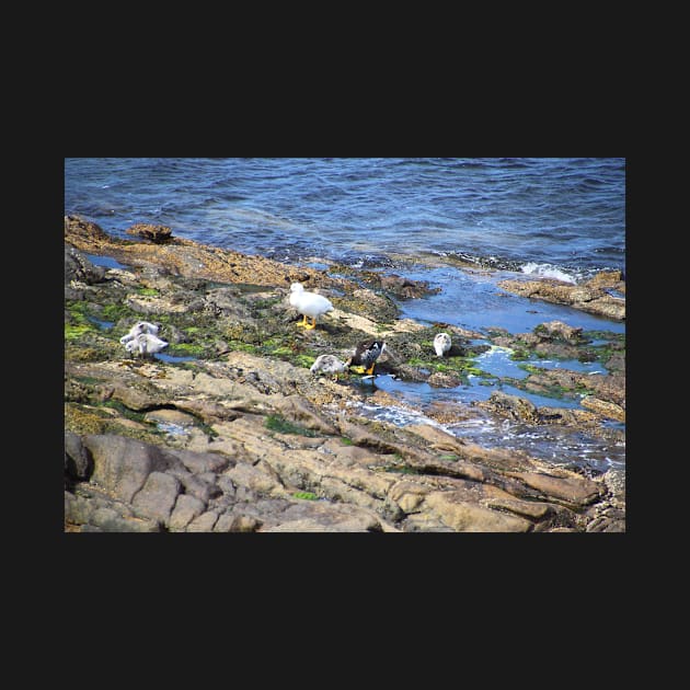 Kelp Goose Family Falkland Islands by Carole-Anne