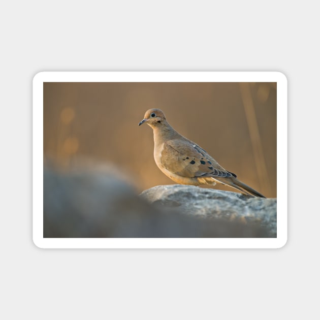 Mourning Dove On Rock Magnet by jaydee1400