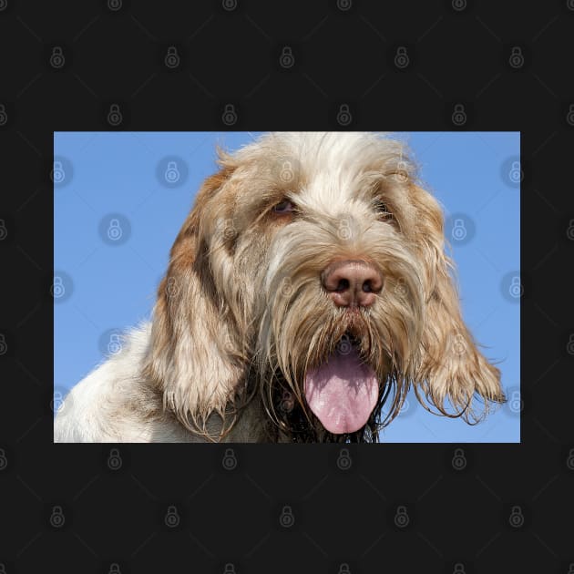 Blue Sky Spinone by heidiannemorris