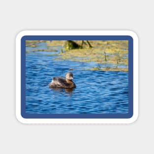 Pie-billed Grebe On A Sunny Day Magnet