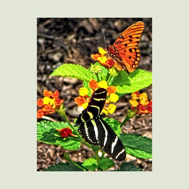 Butterflies - Monarch Butterfly and Zebra Butterfly by SusanSavad