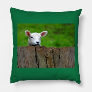 cute Lamb hiding Pillow