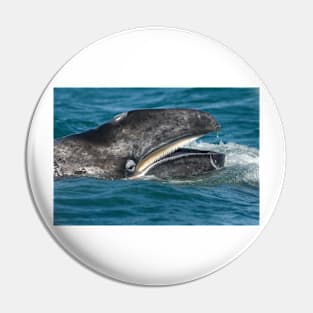 Grey whale (C007/3010) Pin