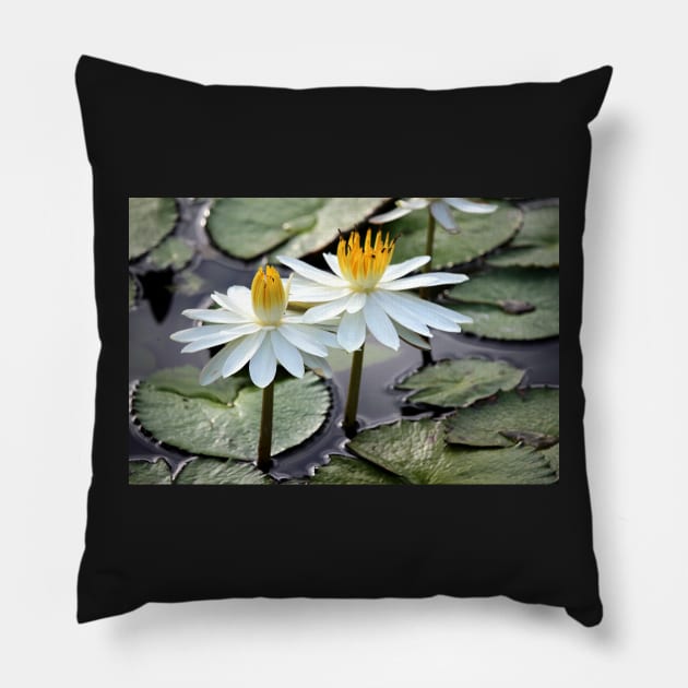 Beautiful Water Lily Pillow by croper