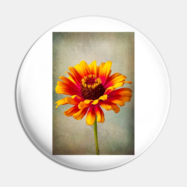 Lovely Textured Zinnia Pin by photogarry
