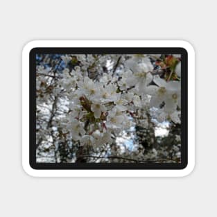 White flowers: Spring time - Flowers, sunshine, happiness and action Magnet