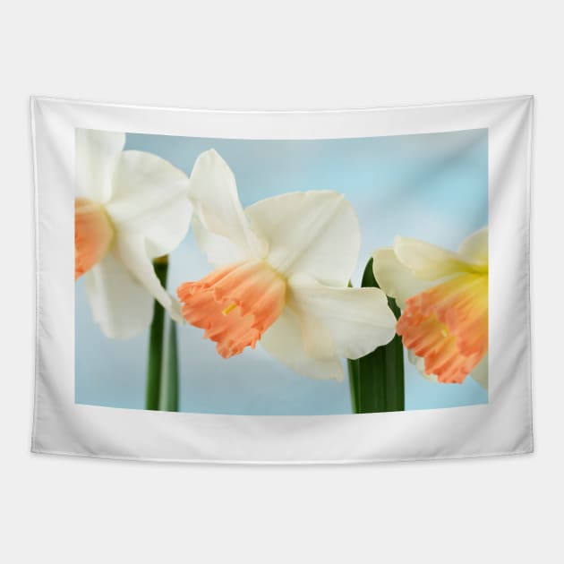 Narcissus  &#39;Pink Charm&#39;  Div.  2 Large-cupped]]Daffodil Tapestry by chrisburrows