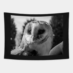 Barn Owl in Black and white Tapestry