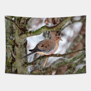 Mourning Dove Perched In a Tree Staring At The Camera In The Winter Tapestry