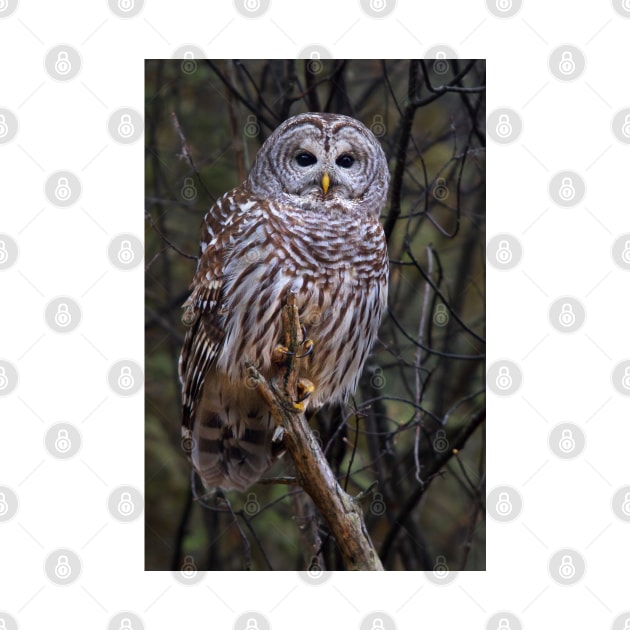 Barred Owl by Jim Cumming