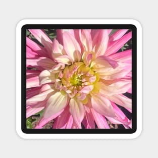 The Open Hearted Love Radiance of the Pink Dahlia Magnet