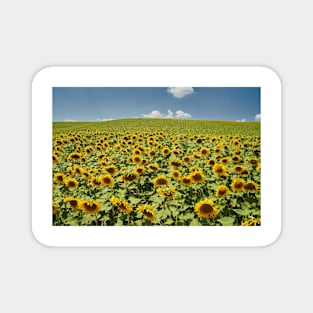 Sunflower field in the summer Magnet