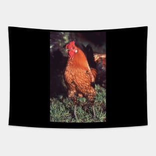 Who you calling a chicken ? Tapestry