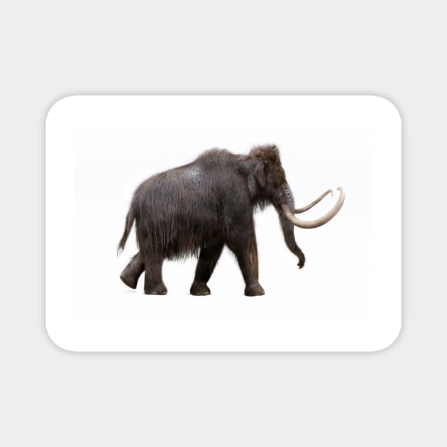 Woolly mammoth, illustration (C040/3147) Magnet by SciencePhoto