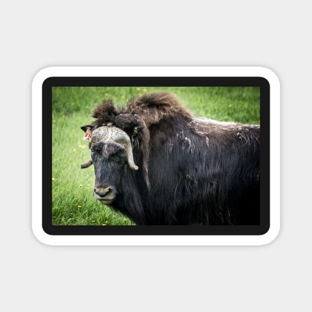 North American Wildlife - Bull Musk Ox Magnet by 3QuartersToday