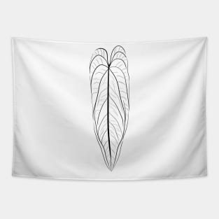 Anthurium Warocqueanum Black Tapestry