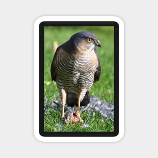 Sparrowhawk Magnet