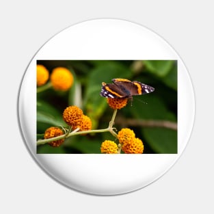 Beautiful Butterfly basking on Buddleia bush. Pin