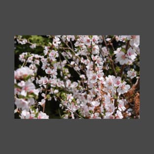 Tiny White and Pink Blossoms in Photography T-Shirt