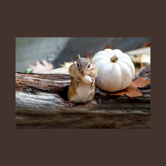 Fall chipmunk poses with a tasty peanut by iyd39