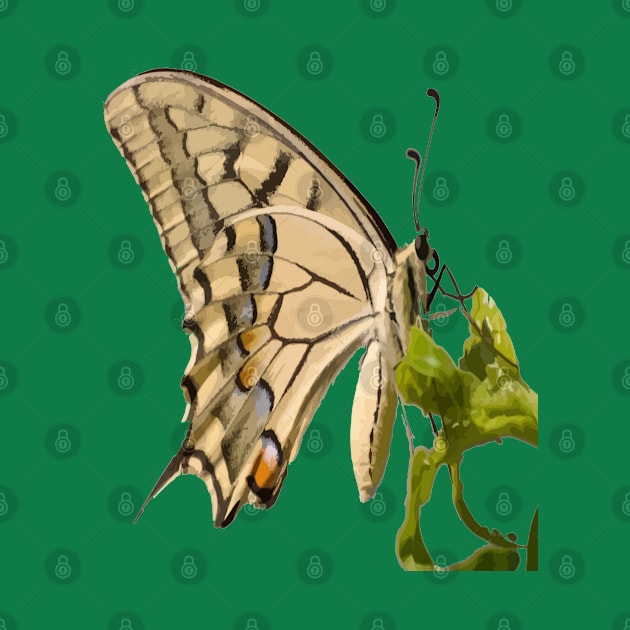 Swallowtail Butterfly Vector Isolated by taiche