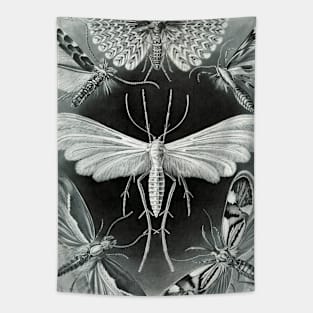 Moth Vintage Botanical Illustration Tapestry