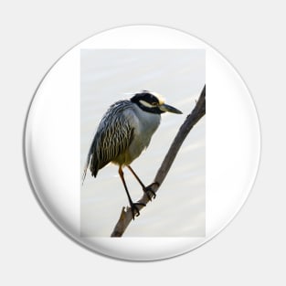 Yellow-crowned Night Heron Resting On A Branch Pin