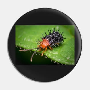 Unique and organic photo of a spiny leaf beetle Pin