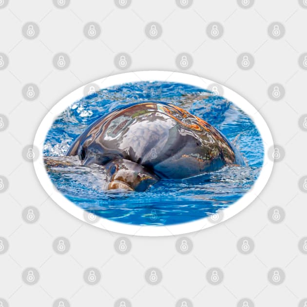 Dolphin Magnet by dalyndigaital2@gmail.com