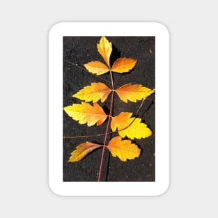 Forest Bathing with the Warmth of Autumn Leaves Magnet