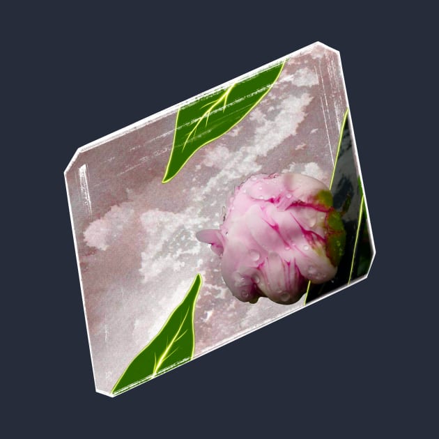 Spring Musings - Peony Bud by Musings Home Decor