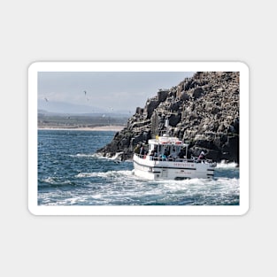 Serenity III Farne Islands tour boat moves near a Guillemot colony Magnet