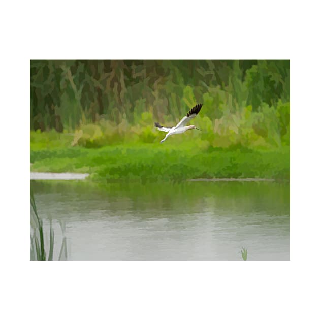 Flight of an American Avocet by Debra Martz