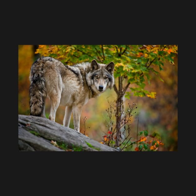 Timber Wolf by jaydee1400