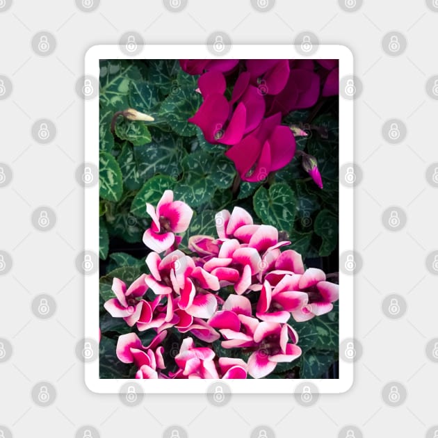 Purple Cyclamen Plants Flowers Magnet by eleonoraingrid