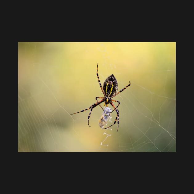 Spider with spider about to emerge from cocoon by LaurieMinor