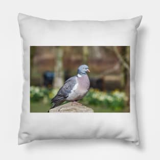 Wood Pigeon Perched On Post Pillow