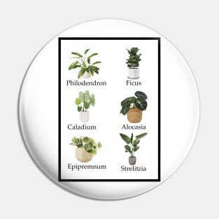 Favourite Houseplants Pin