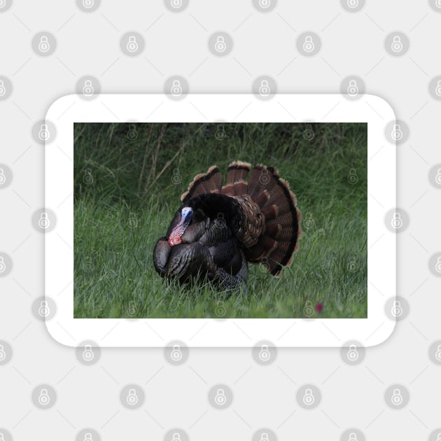 Spring Tom Turkey Strutting in green grass Magnet by ROBERTDBROZEK