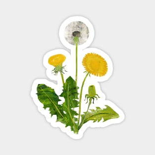 Dandelion Magnet